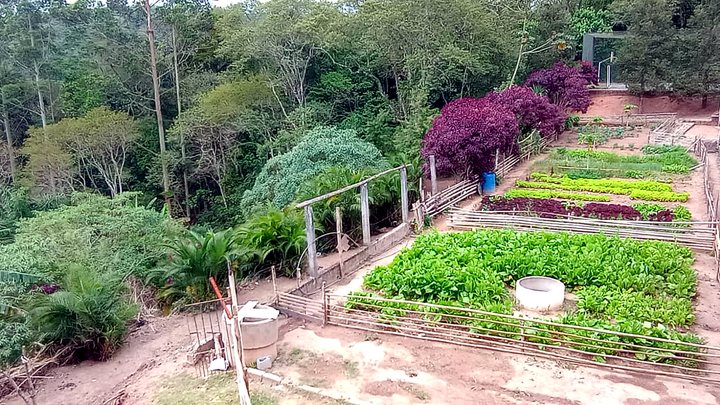 Canteiros da horta da unidade cercados por vegetação