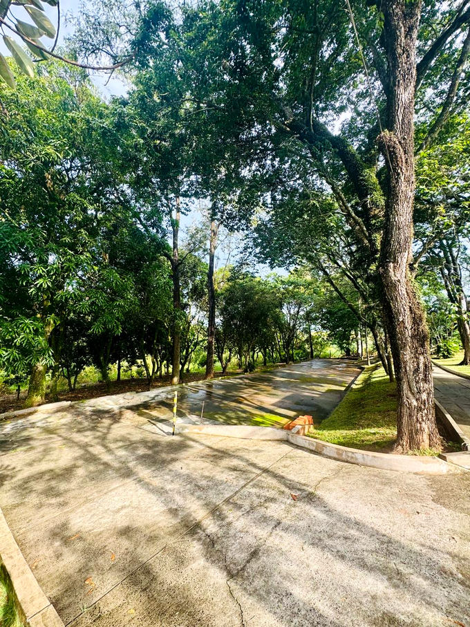 Caminho pavimentado entre árvores da unidade